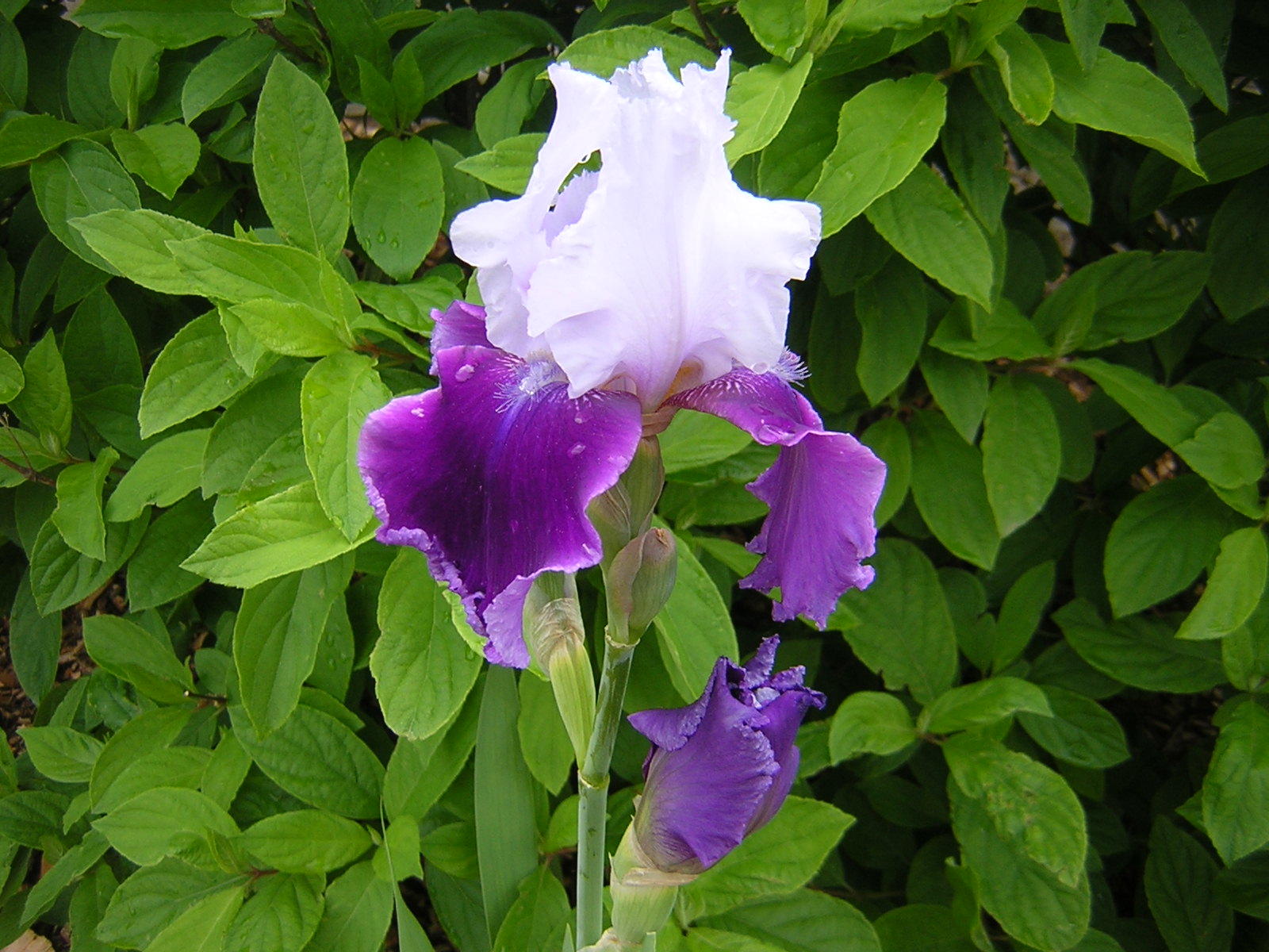 Samantha's Promised Iris