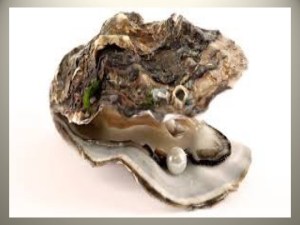 Pearl oyster