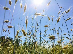 Field and sun